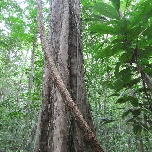 Pouteria eugeniifolia Bark