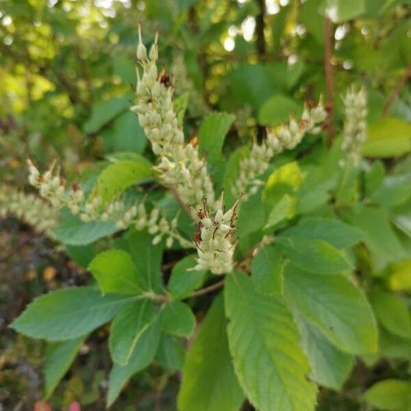 Clethra alnifolia Blomma