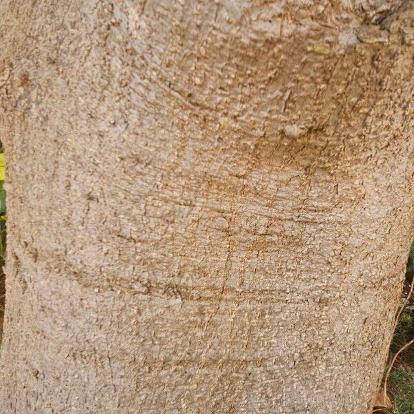 Ficus elastica Kaarna