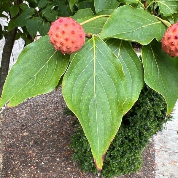 Cornus kousa Lehti