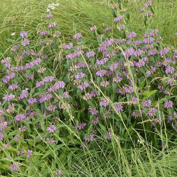 Phlomis herba-venti Habitatea