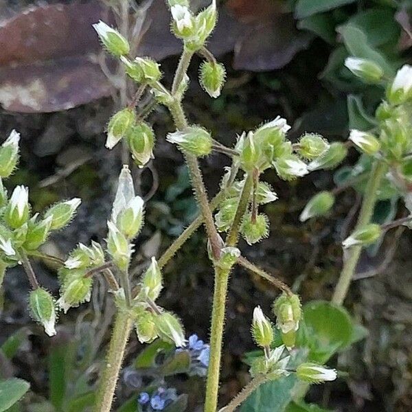 Cerastium semidecandrum Blomma