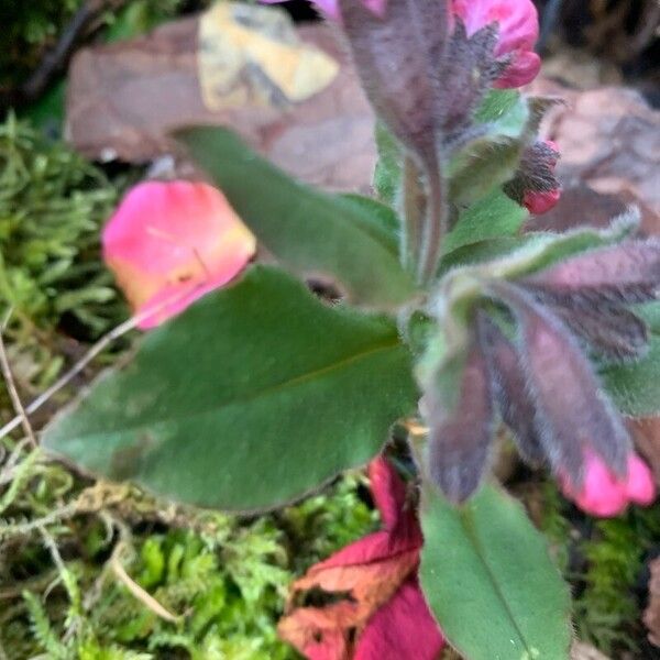 Pulmonaria obscura Leaf