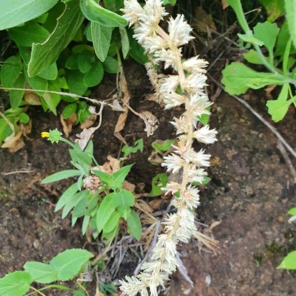 Sericocomopsis hildebrandtii Blomma