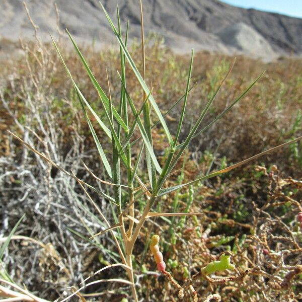 Distichlis spicata Hábitos