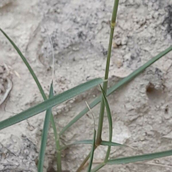 Festuca myuros Кора