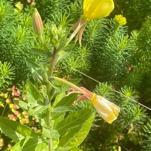 Oenothera glazioviana Habit