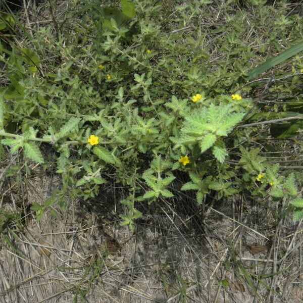 Turnera diffusa Habit