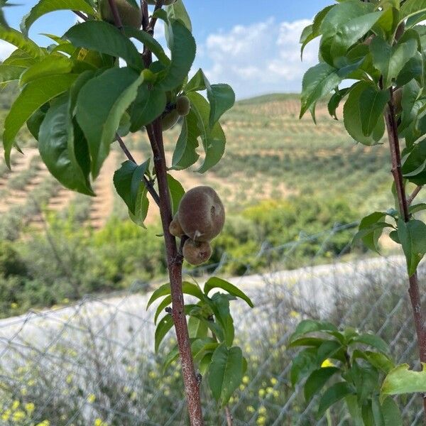 Prunus persica फल