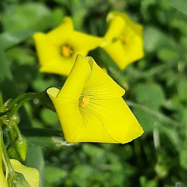 Oxalis pes-caprae Bloem