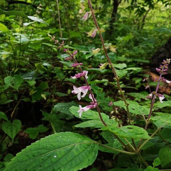 Orthosiphon thymiflorus Flower