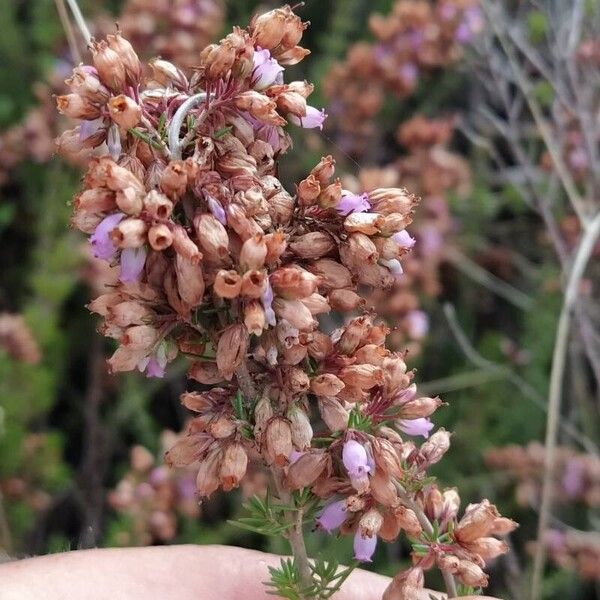 Erica cinerea Lorea