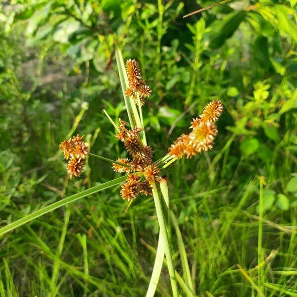 Cyperus alopecuroides Flower