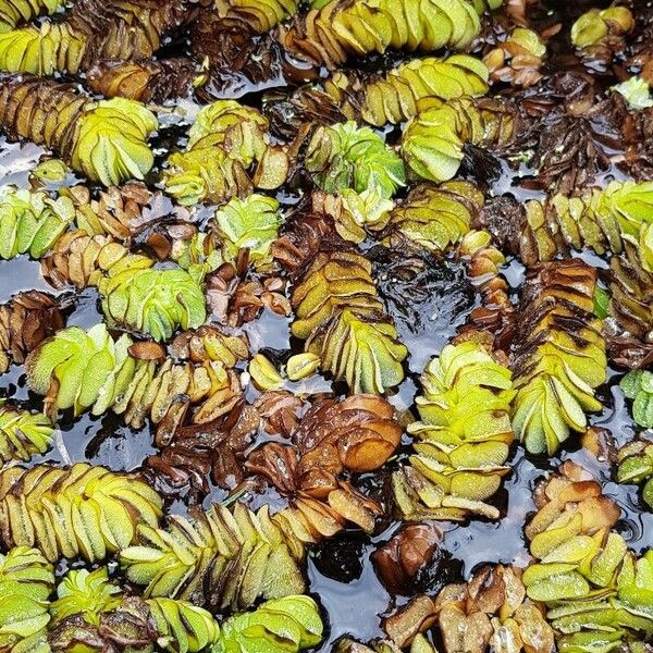 Salvinia auriculata (African payal)