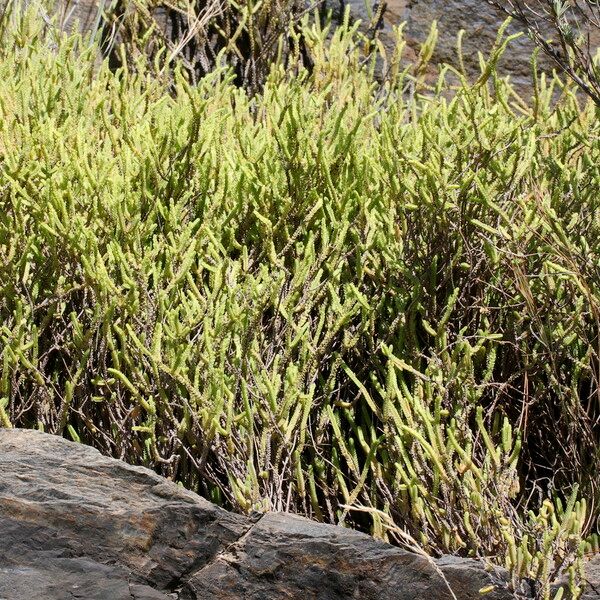 Crassula muscosa Vekstform