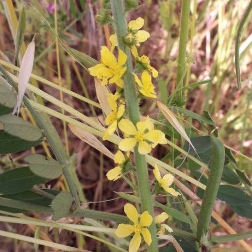 Agrimonia eupatoria Floro