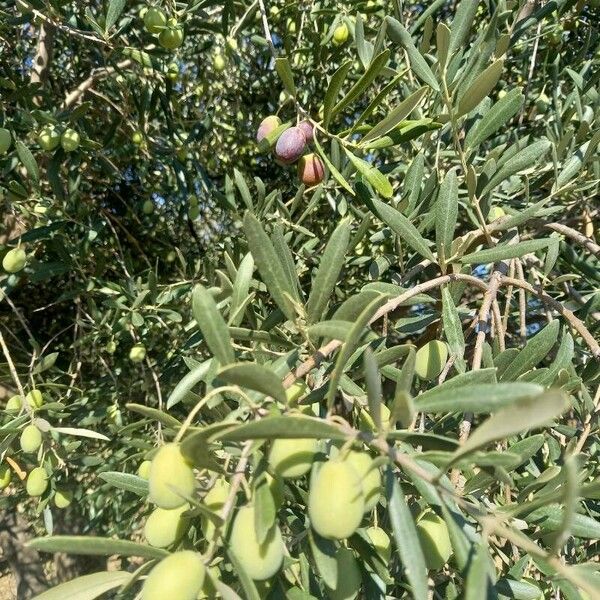 Olea europaea Other