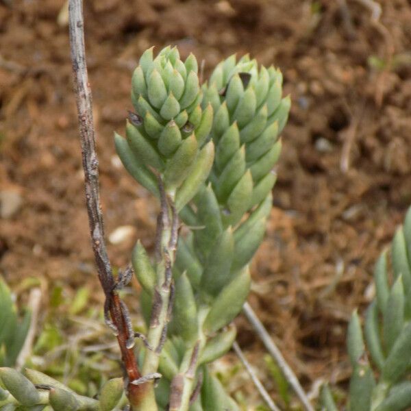 Sedum sediforme 葉