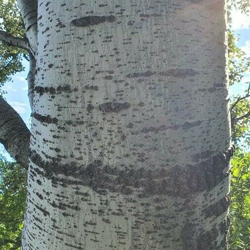 Populus alba خشب