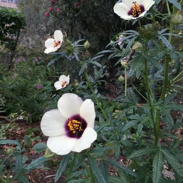 Hibiscus cannabinus Buveinė