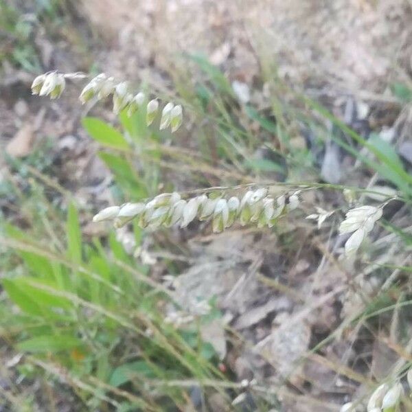 Melica minuta Flower