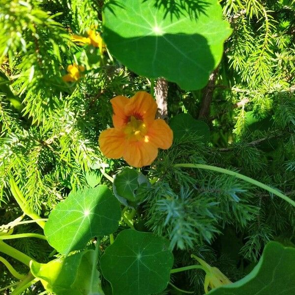 Tropaeolum majus Blomma