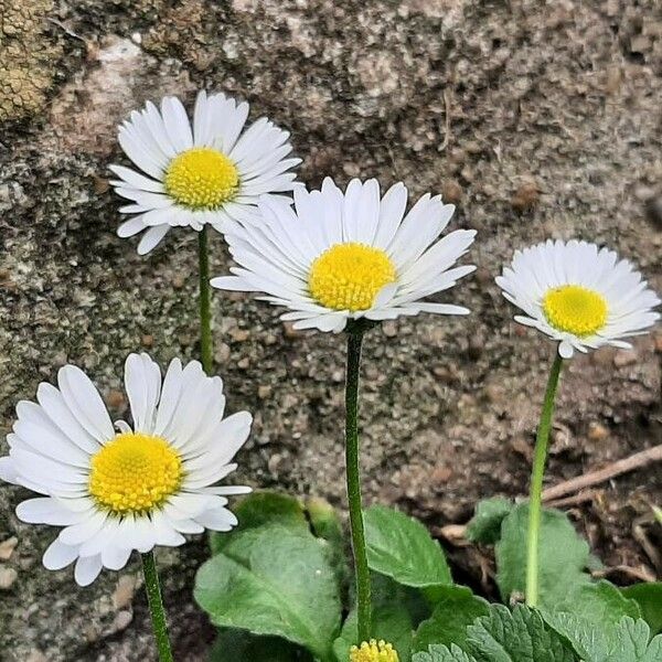 Bellis annua Flower