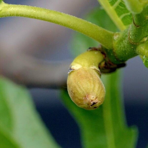 Ficus carica Плод