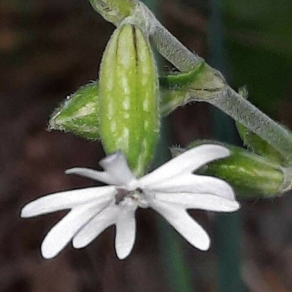 Silene nocturna Flor