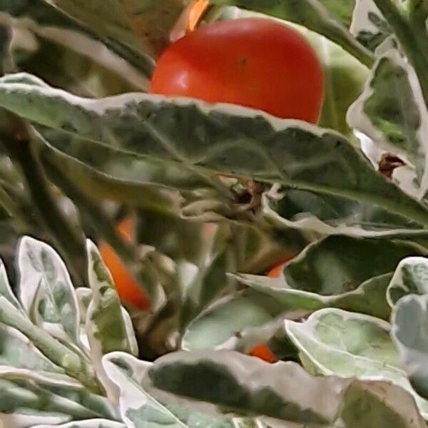 Solanum pseudocapsicum Leaf