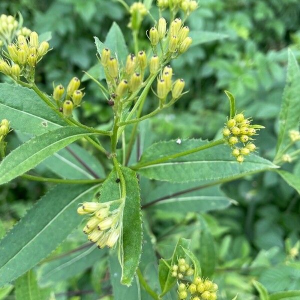 Senecio cacaliaster Folha