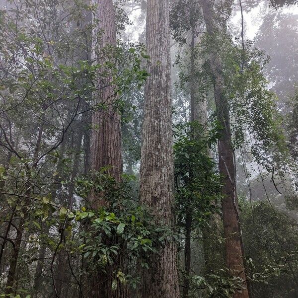 Shorea curtisii 樹皮