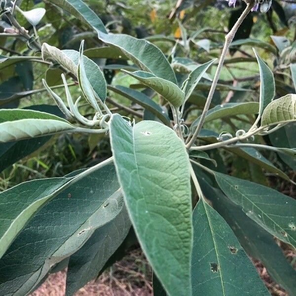 Solanum erianthum Φύλλο