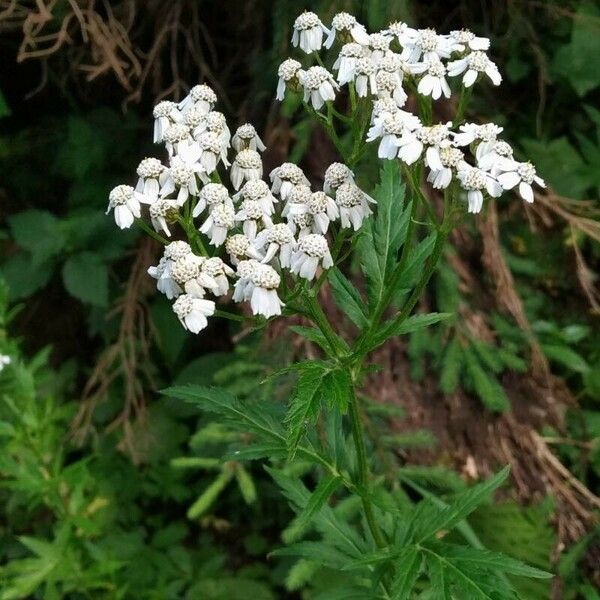 Achillea macrophylla Flor