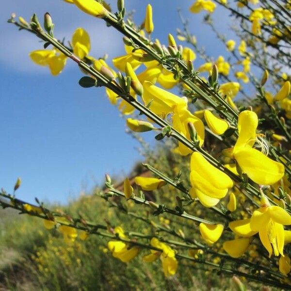 Cytisus scoparius Blomst