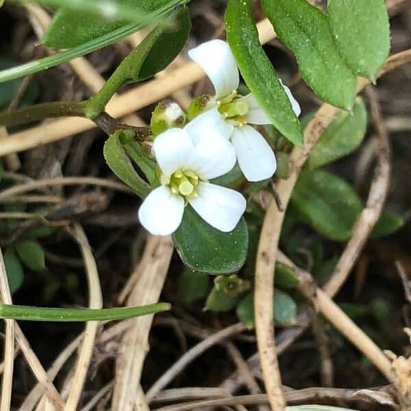 Cardamine bellidifolia Flower