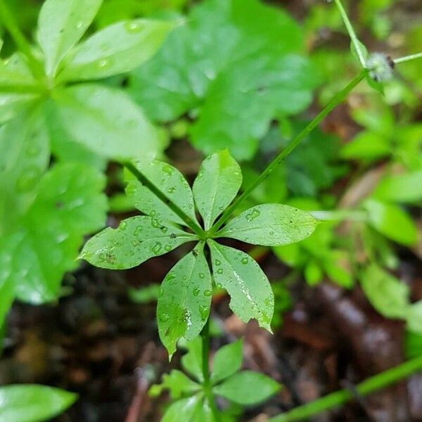 Galium triflorum Leaf