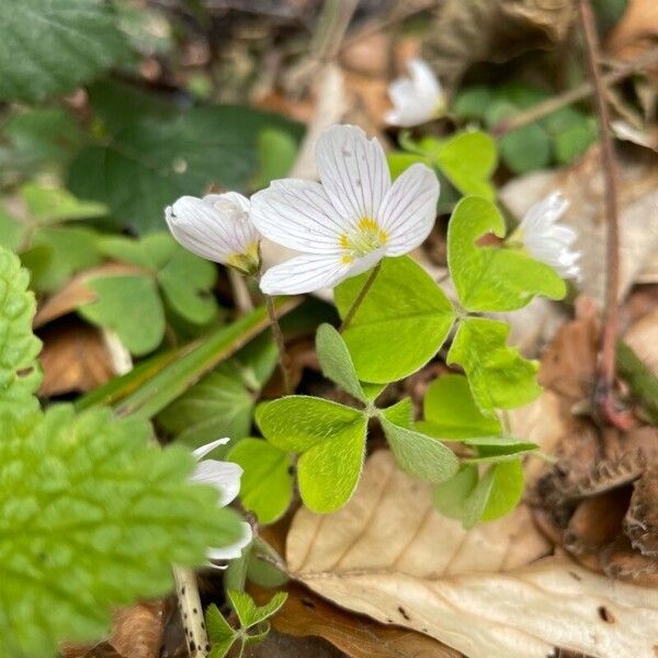 Oxalis acetosella Blomma