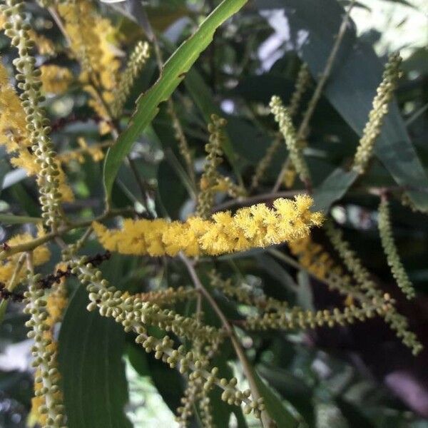 Acacia spirorbis Λουλούδι