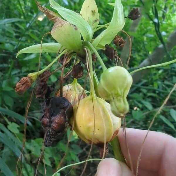 Tacca leontopetaloides Fruit