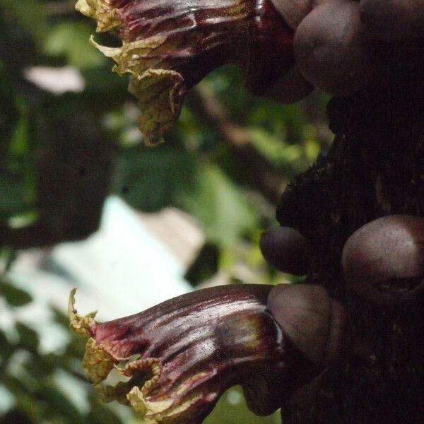 Crescentia alata Flower