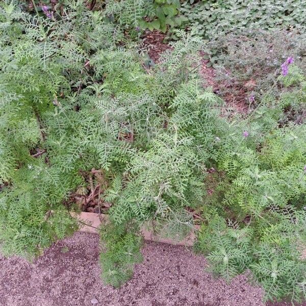 Lavandula multifida Alkat (teljes növény)