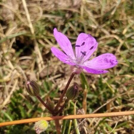 Erodium acaule Flower