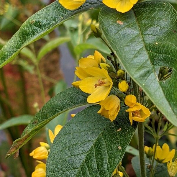 Lysimachia vulgaris পাতা