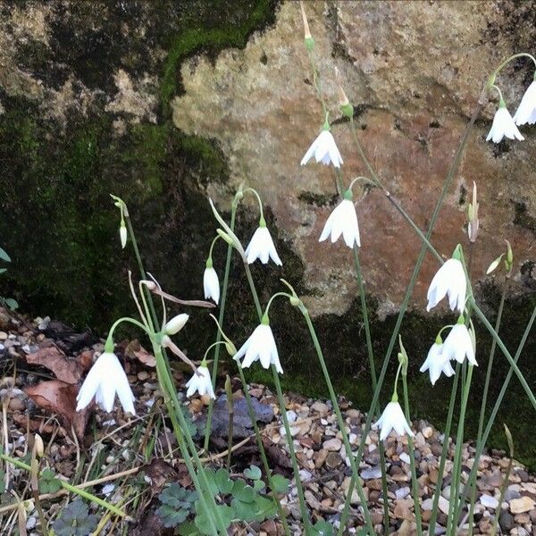 Acis autumnalis Floare