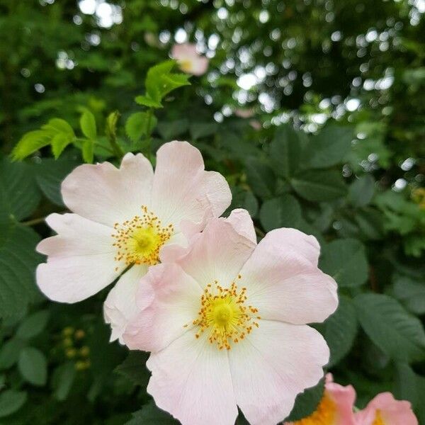 Rosa canina Flors