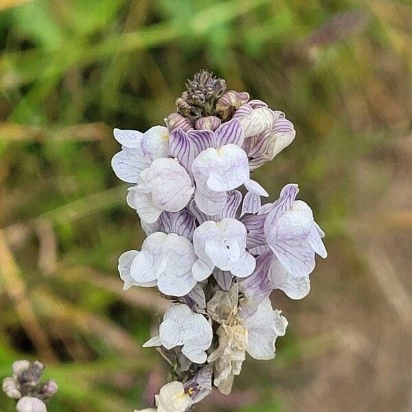 Linaria repens फूल