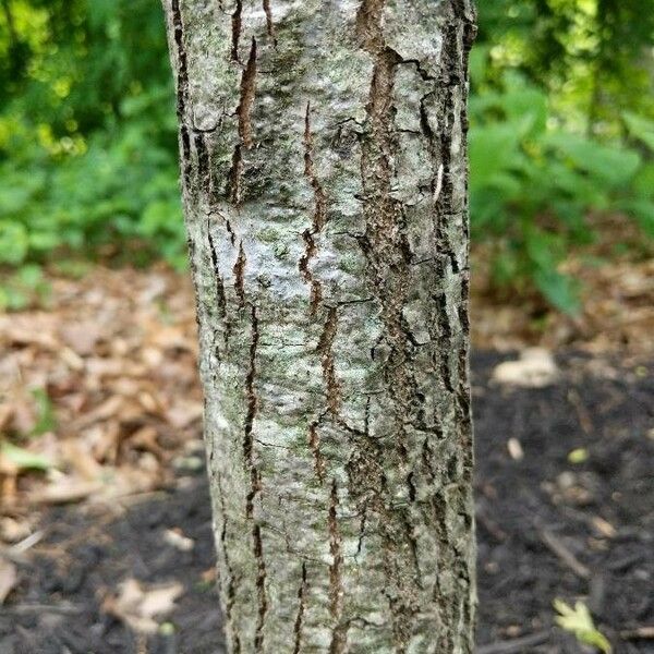 Quercus coccinea Кора