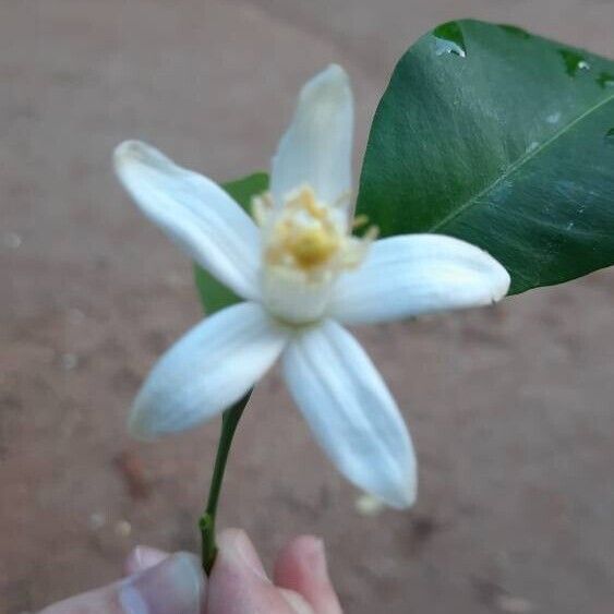 Citrus aurantium Flower