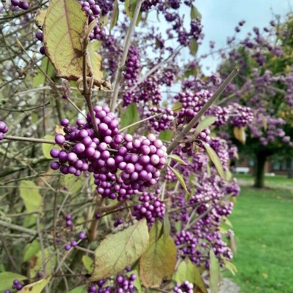 Callicarpa americana 果